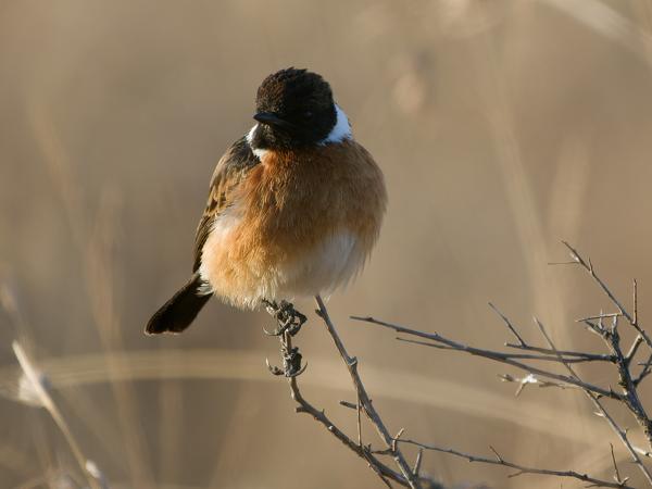 <h3>Saxicola torquatus / African stonechat / Afrikaanse roodborsttapuit</h3>OM-1 Mark II with OLYMPUS M.150-400mm F4.5 TC, 1/2000 sec at F5.6, ISO 1600, distance 11.0 m